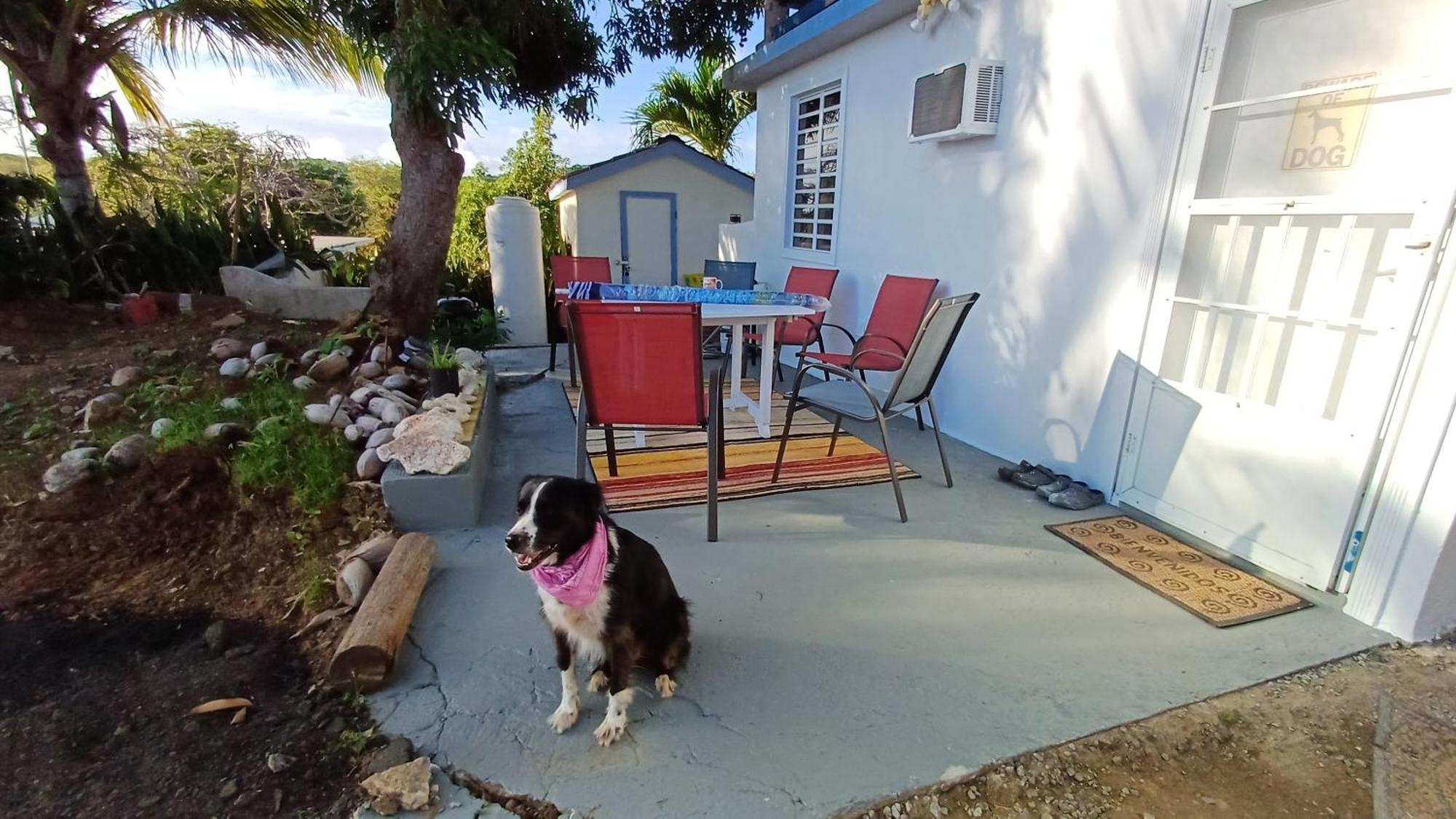 Rooster Run Glamping Camping Has Rooftop And Off The Ground Glamping Experience For 1 To 16 In A Single Tent And Views Of The Rain Forrest And To Culebra Across The Atlantic Ocean W Tents, Linens, Deluxe Air Beds, Warm Shower And More At A Great Pric В'єкес Екстер'єр фото